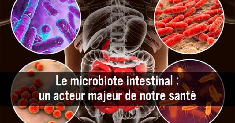 Le microbiote intestinal : un acteur majeur de notre santé