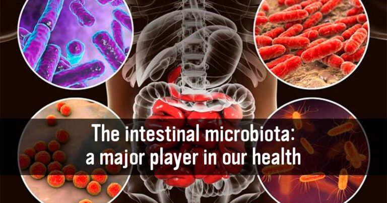 The intestinal microbiota: a major player in our health