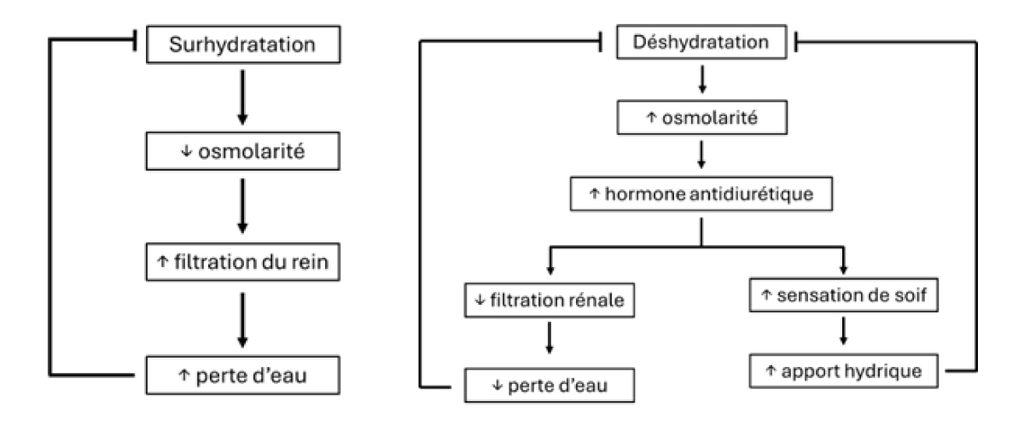 Schéma récapitulatif de la régulation hydrique dans l’organisme