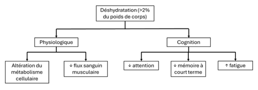 Résumé des effets physiologiques et cognitifs de la déshydratation