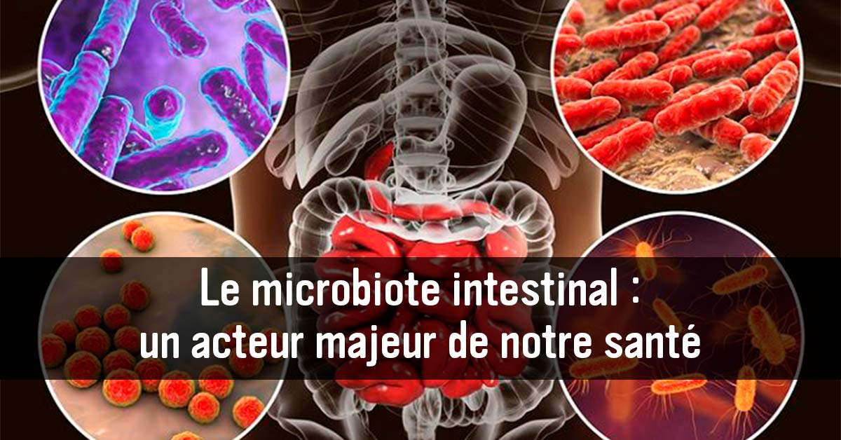 le-microbiote-intestinal-un-acteur-majeur-de-notre-sante-1
