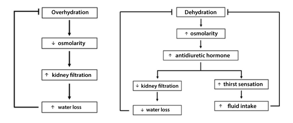 ummary of Water Regulation in the Body