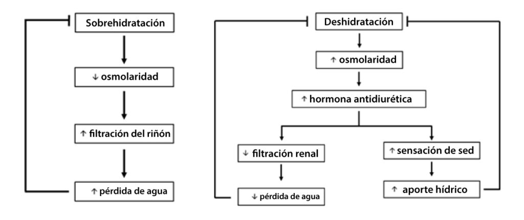 Resumen de la regulación hídrica en el organismo