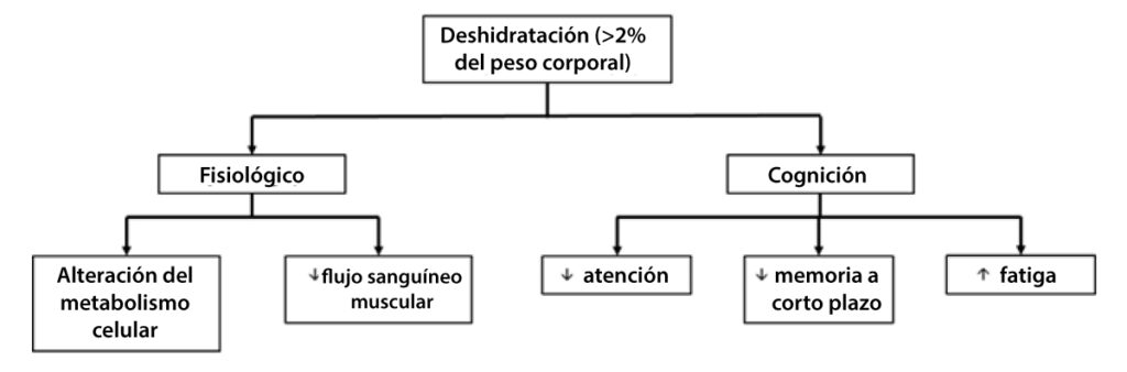 Resumen de los efectos fisiológicos y cognitivos de la deshidratación
